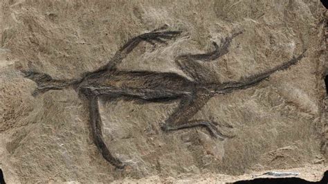 Science unearths fossil fakery 